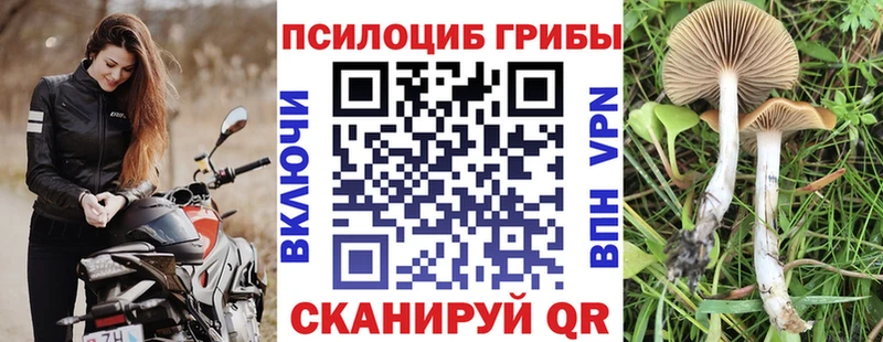 Галлюциногенные грибы Psilocybe  Артём 